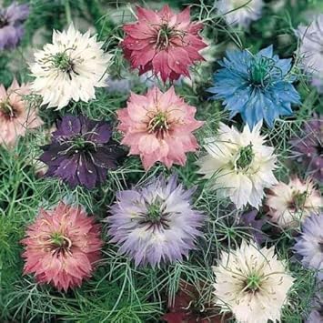 Mixed Nigella Damascena Flower Seeds for Planting – Organic, Heirloom, Non-GMO Love-in-a-Mist