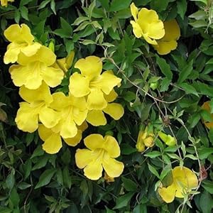 Macfadyena Unguis Cati Evergreen Vine Yellow Flower Seeds