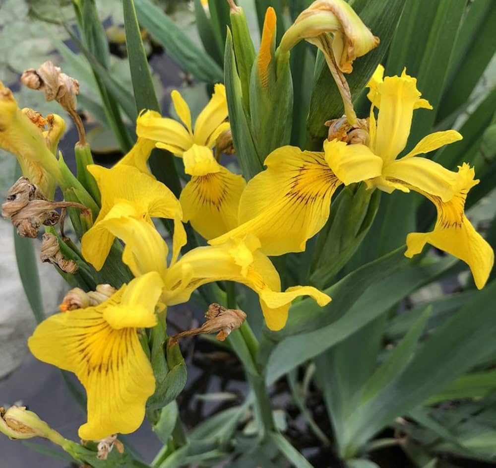 Rare Iris Seeds Iris for Planting in Flower Bed & Garden