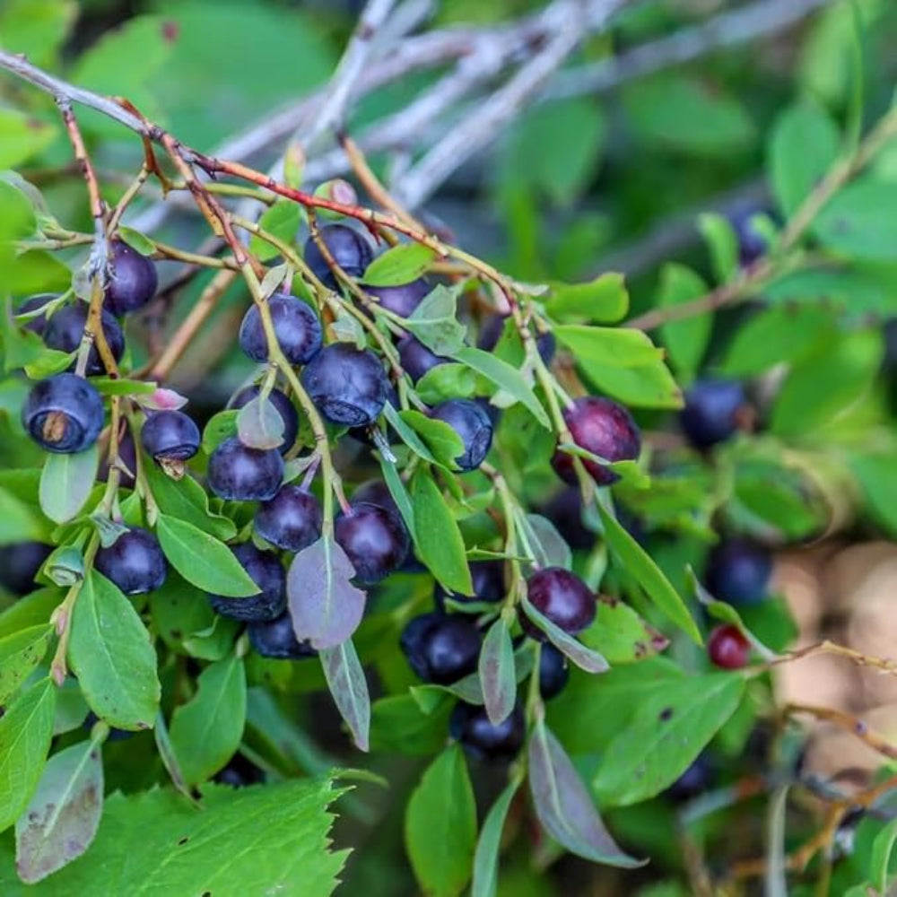 Azure Huckleberry Seeds for Planting , or Flower, Flower Seeds for Planting, Non GMO â€“ Heirloom, Non-GMO