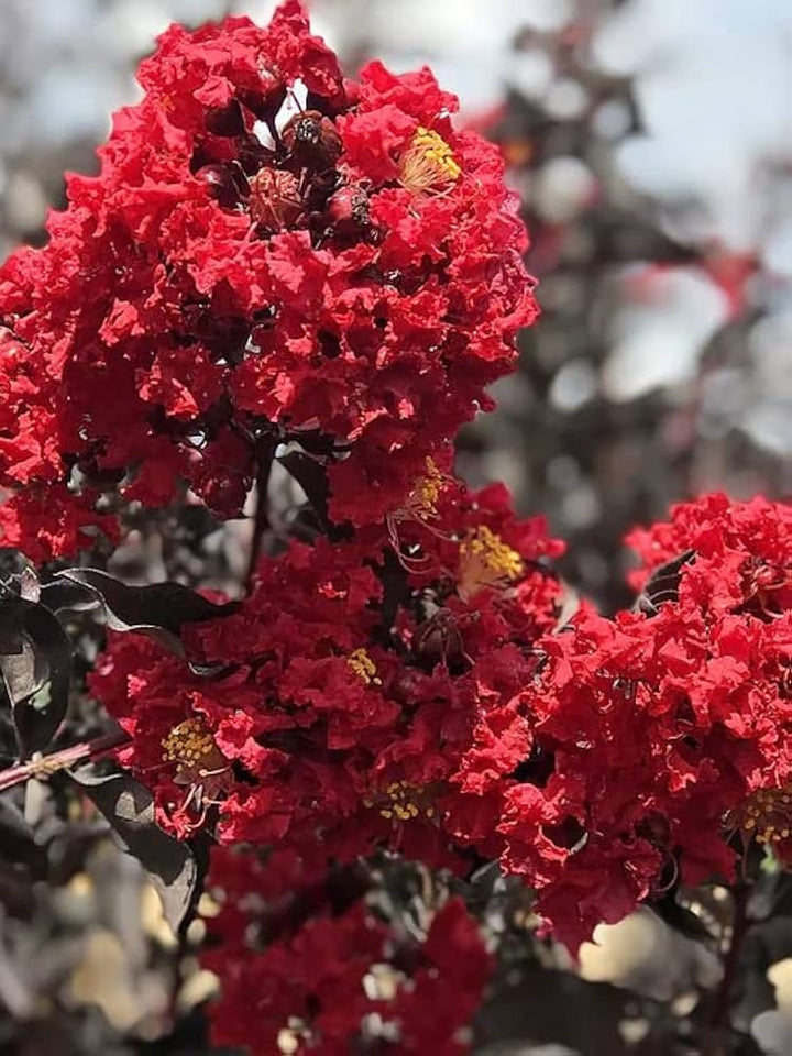 Red Crape Tree Flower Seeds for Planting - 100