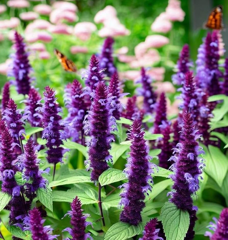 Purple Hyssop Plant Seeds for Aromatic and Medicinal Garden Use – Fresh Herb for Your Garden