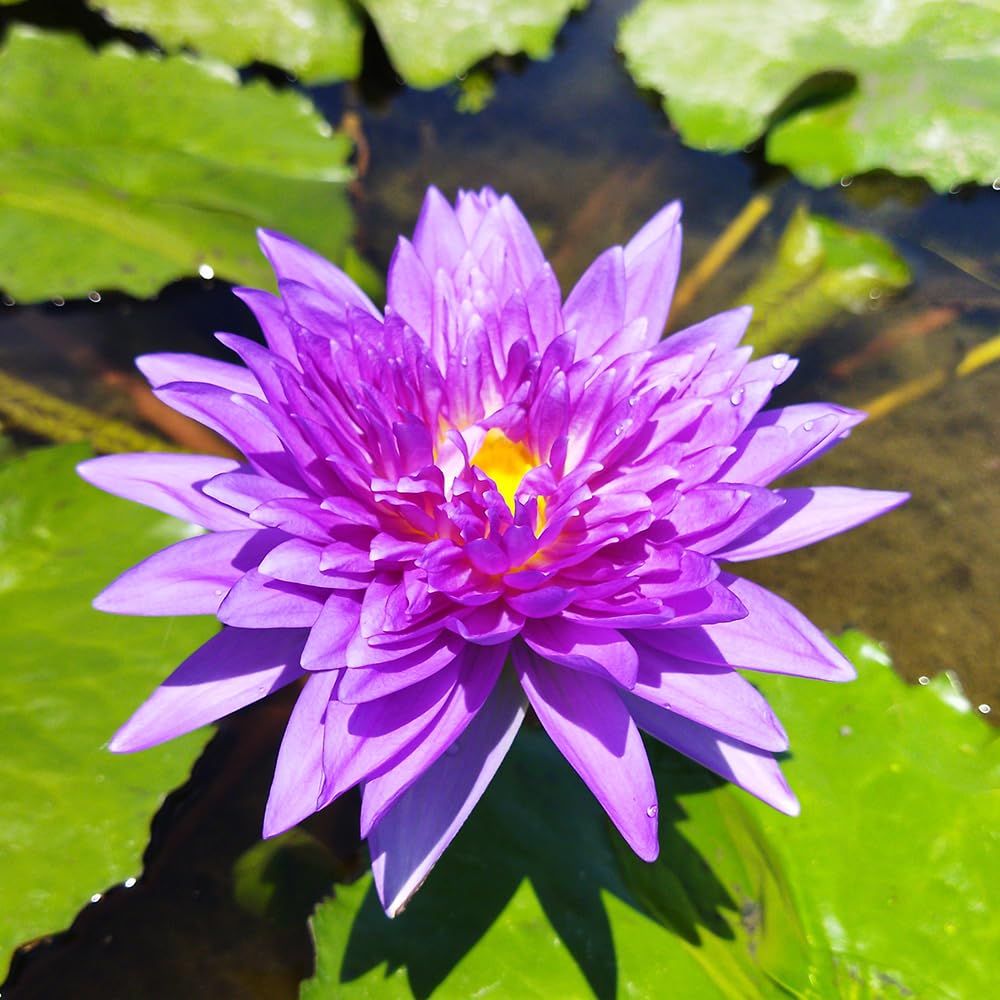 Tropical Waterlily 10 Plants Combo