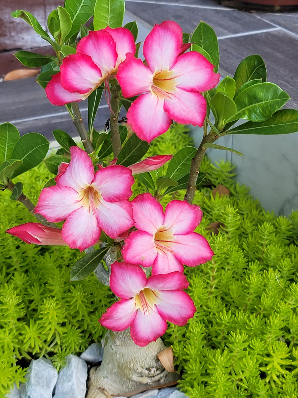 Desert Rose Adenium Obesum Schwarz Lila Weiß Flower Seeds for Planting