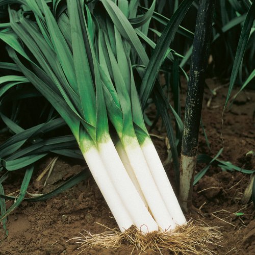 Heirloom Leek American Flag Allium ampeloprasum Seeds for Planting for Vegetable Patch