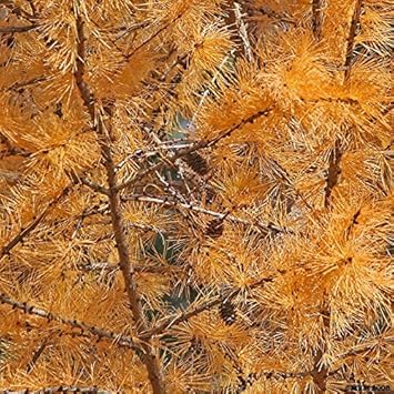 Orange Larch Set Heirloom Non Gmo Image