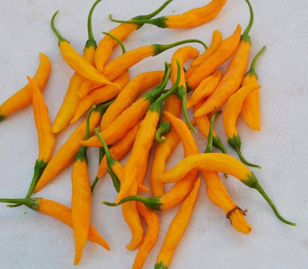 Yellow chili – Capsicum annuum – spicy pepper seed for planting
