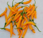 Criolla Sella chile pepper plant grown from seeds with orange-yellow fruits and citrusy flavor
