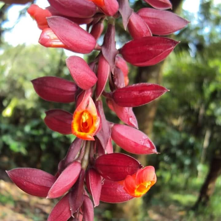 Thunbergia Coccinea Flower Seeds for Planting – Tropical Climbing Garden Blooms