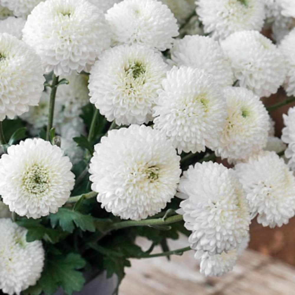 Chrysanthemum White Morifolium Flower Seeds for Planting in home garden beds and backyard gardening spaces