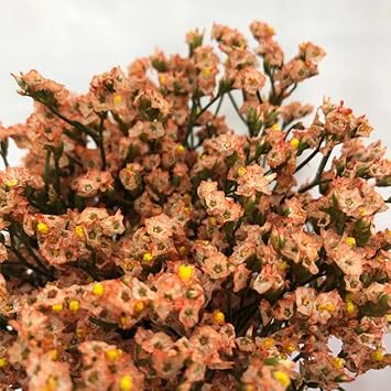 Organic Limonium Sinuatum Flower Seeds for Planting – Heirloom, Non-GMO