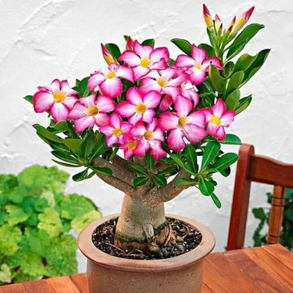 Pink Rose Chinensis Bonsai Flower Seeds for Planting in Indoor Pots and Home Garden Displays