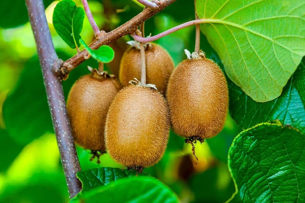 Kiwi fruit – seeds for planting in home fruit garden