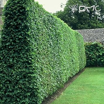 Green Privet Heirloom Non Gmo Image