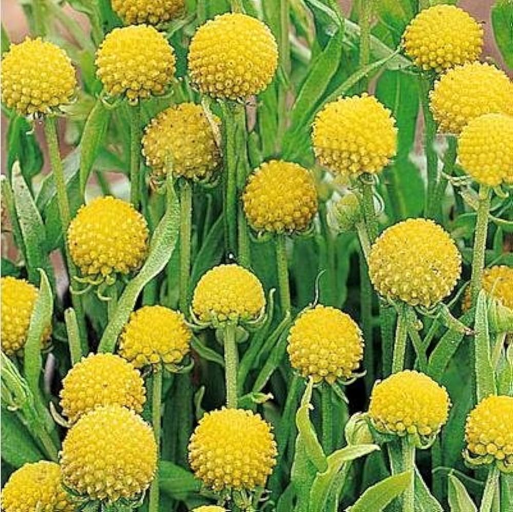 Gomphrena globosa (Drumstick flower) yellow seeds for growbag planting