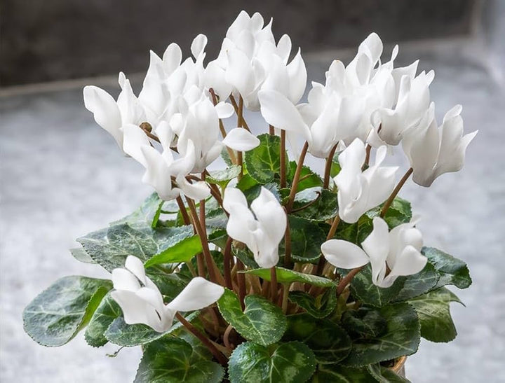 White Cyclamen Flower Seeds for Planting-100 pcs