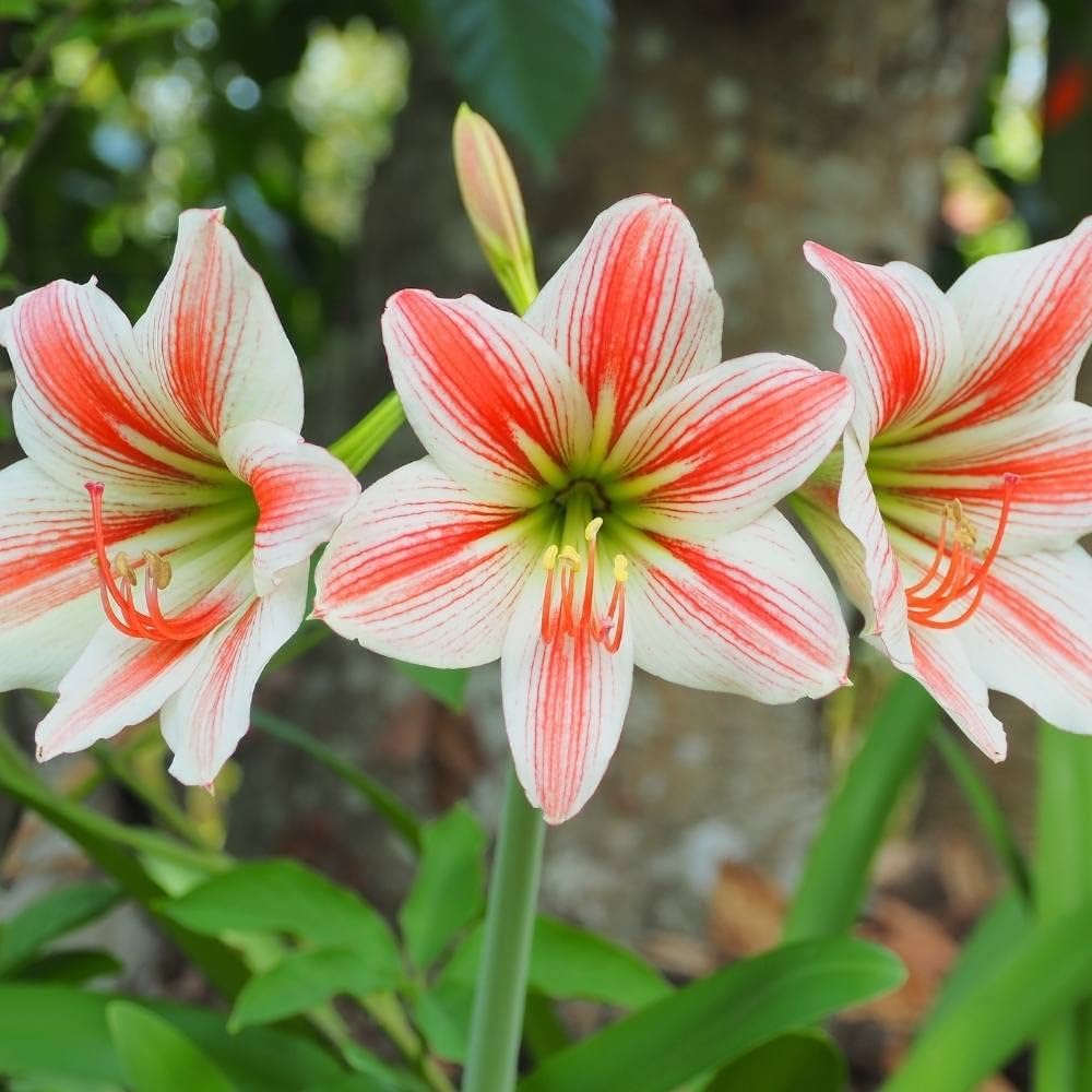 Amaryllis Hippeastrum White Drop of Blood Flower Seeds for Planting – Ideal for Indoor Pots and Seasonal Displays