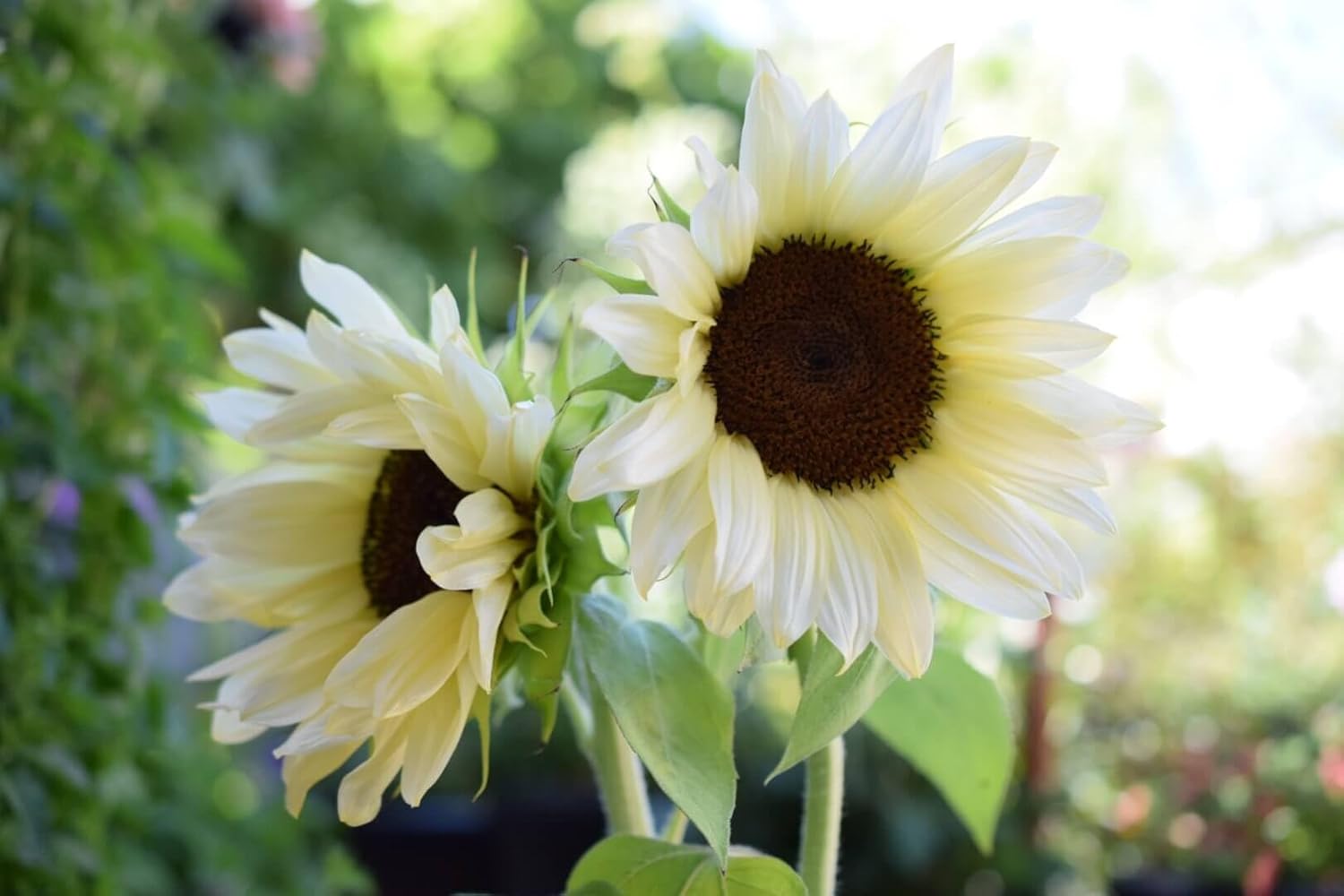 Sunflower White - Heirloom, Non - Gmo Seeds