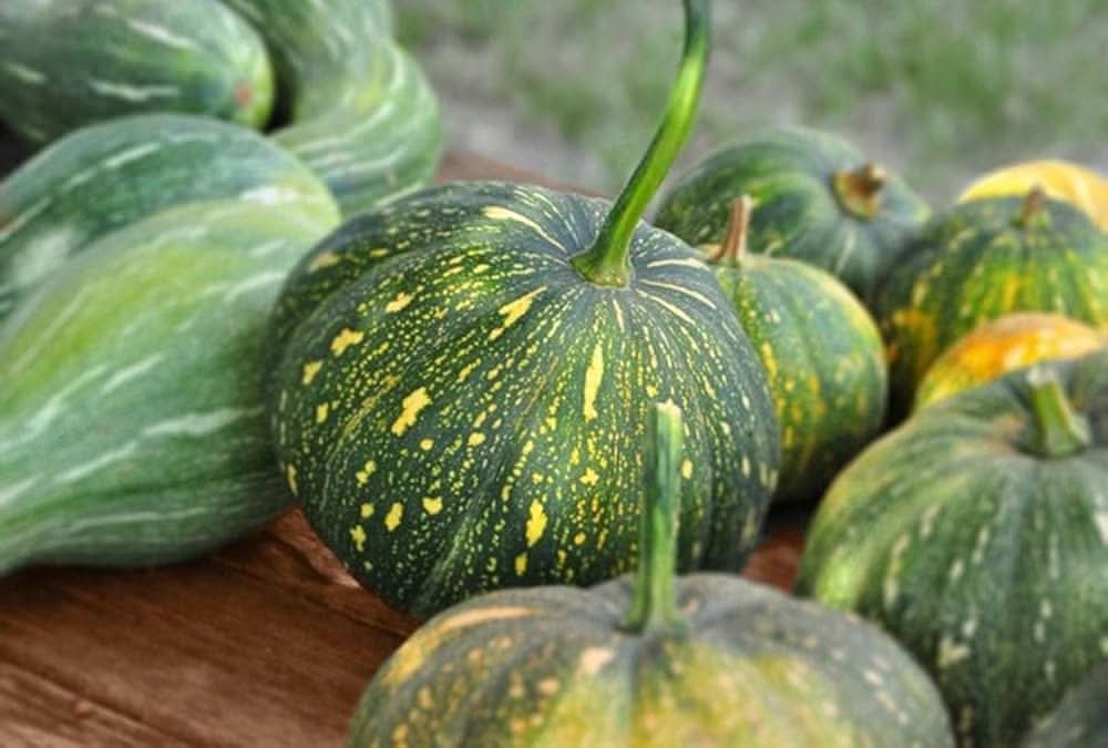 Pilgrim Pumpkin Cucurbita pepo vegetable seeds for small garden and ...