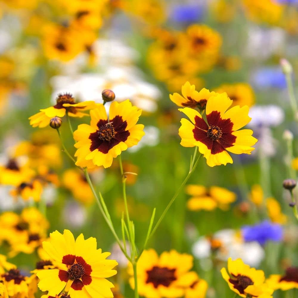 Coreopsis Coreopsis Palmata Prairie Wildflower Seeds for Planting