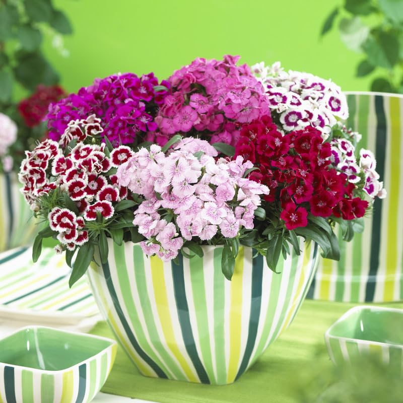 Dianthus Barbatus Seeds for Planting - Perfect for Flower Bed & Home Garden
