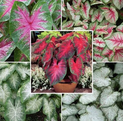 Mixed Caladium - Heirloom, Non - Gmo Seeds