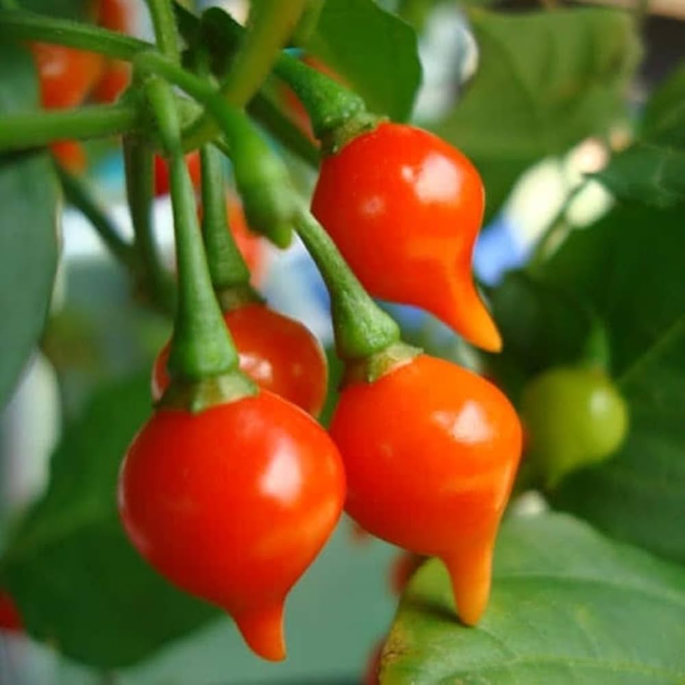 Pimenta Barra do Ribeiro Pepper Vegetable Seeds Capsicum baccatum for Exotic Spicy Gardening