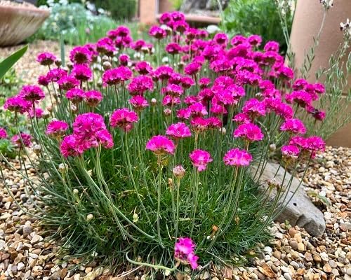 Pink Armeria Maritima Flower - Heirloom, Non - Gmo Seeds
