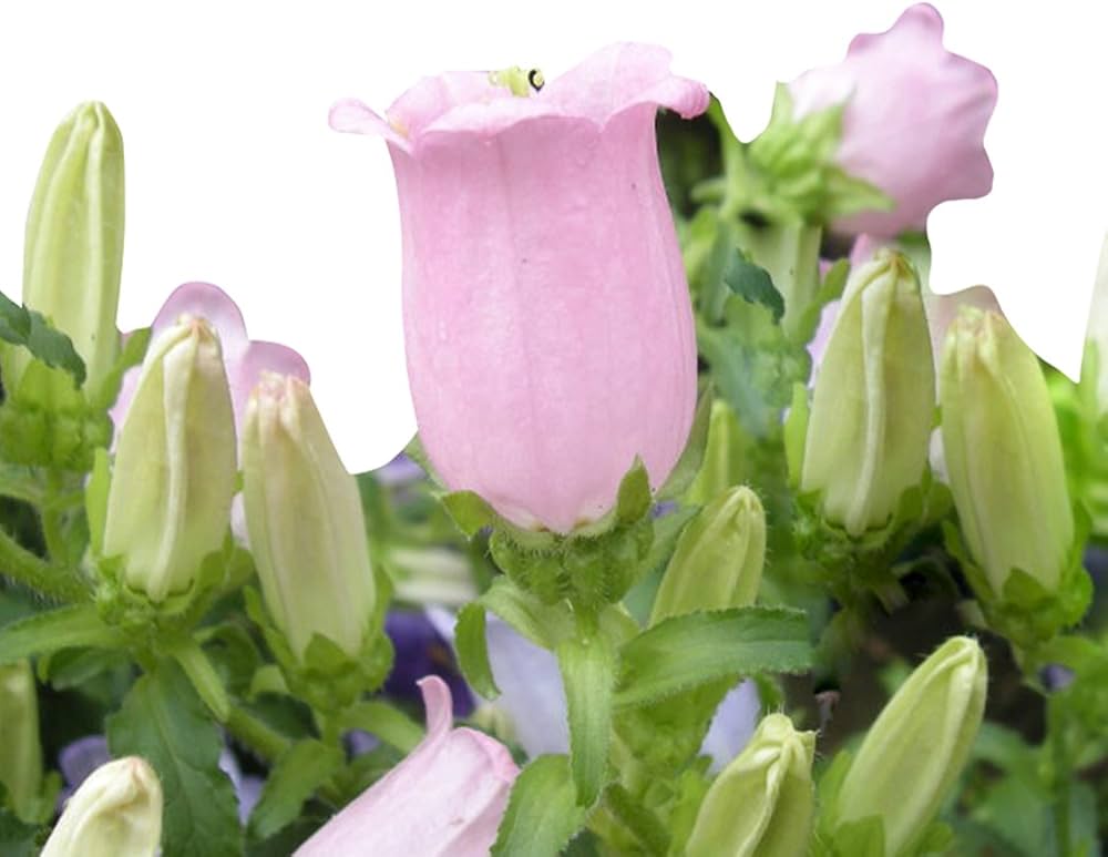 Bellflower Campanula medium flower seeds for planting in home garden borders and containers