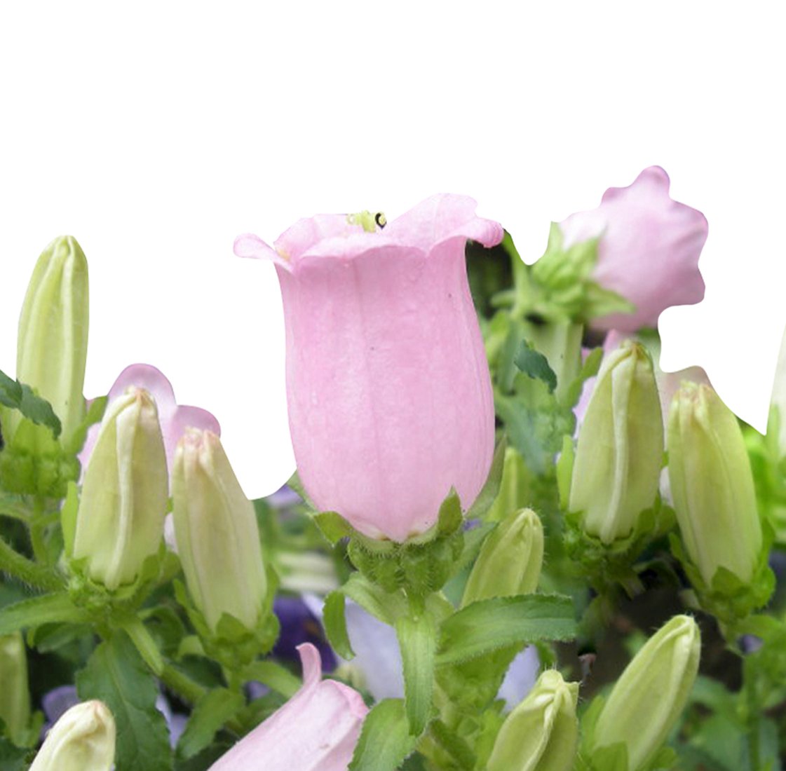 Campanula Campanula medium flower seeds for vertical garden and home garden use