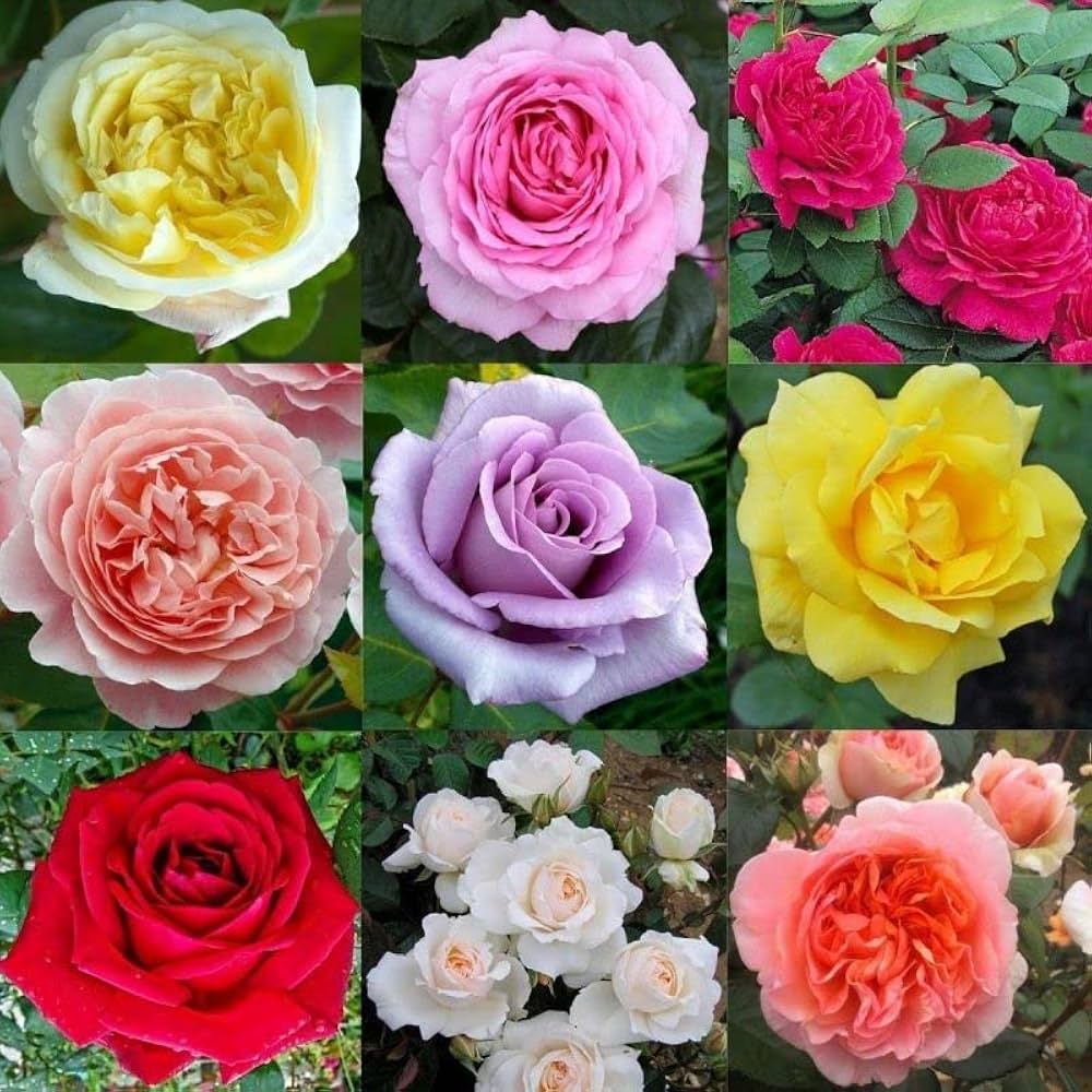Mixed rose flower seeds for planting in fragrant gardens