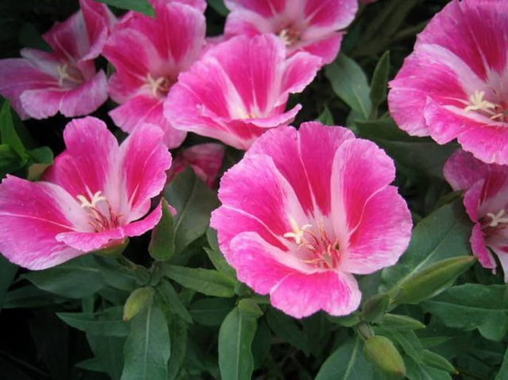 Godetia Double Mix Flowers Seeds for Planting home garden flower patch