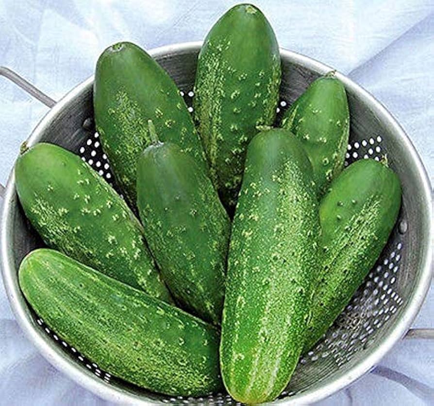Early Fortune Cucumber Seeds for quick-growing, sweet cucumbers