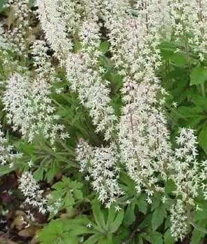 White Tiarella Foam Flower Planting Seeds for Garden NON GMO Seeds Dhara Seeds