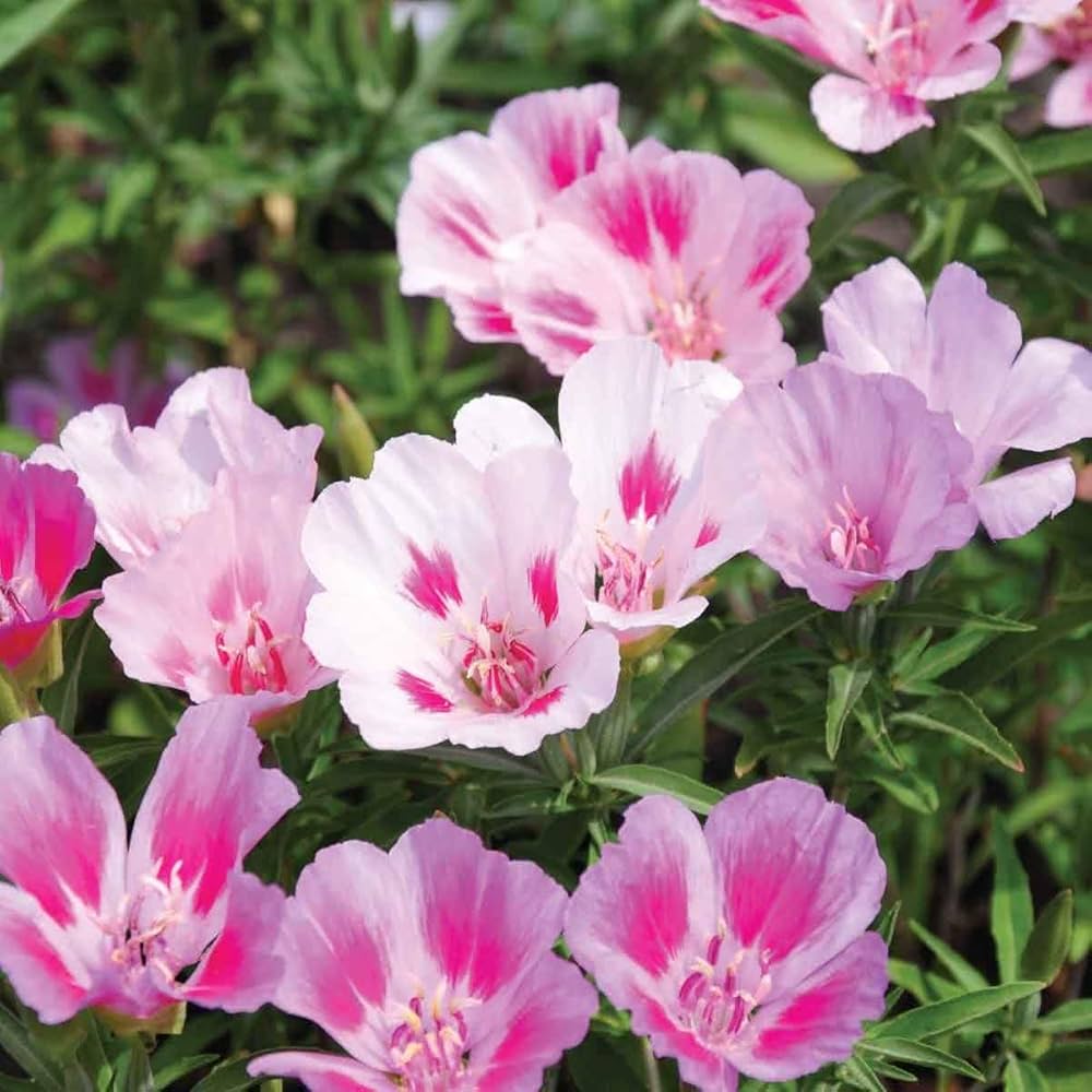 Clarkia Catley Seeds for Planting - Colorful Flowers for Flower Bed & Urban Garden
