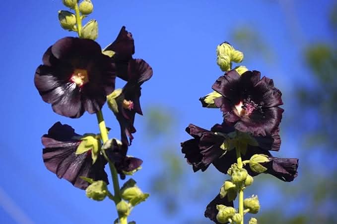 Black Nigra Hollyhock Perennial Flower Seeds