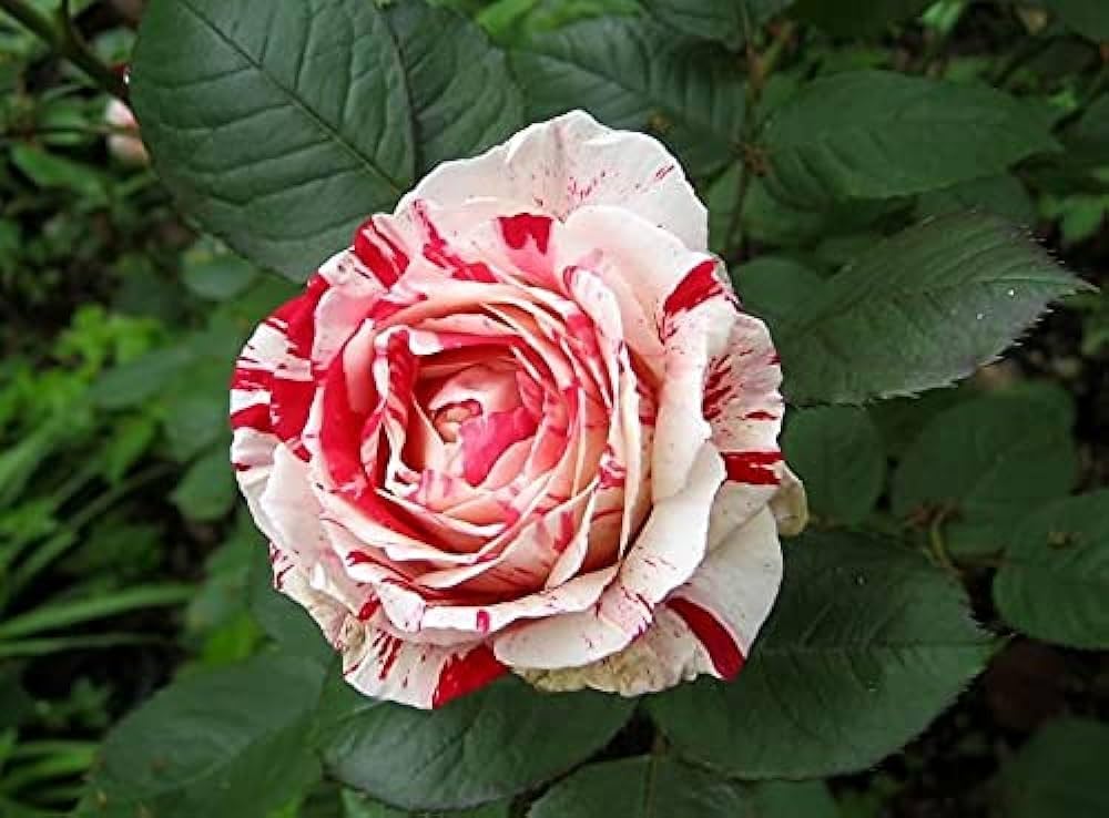 Rose Rosa Hybrida Rare White Blood Flower Seeds for Planting