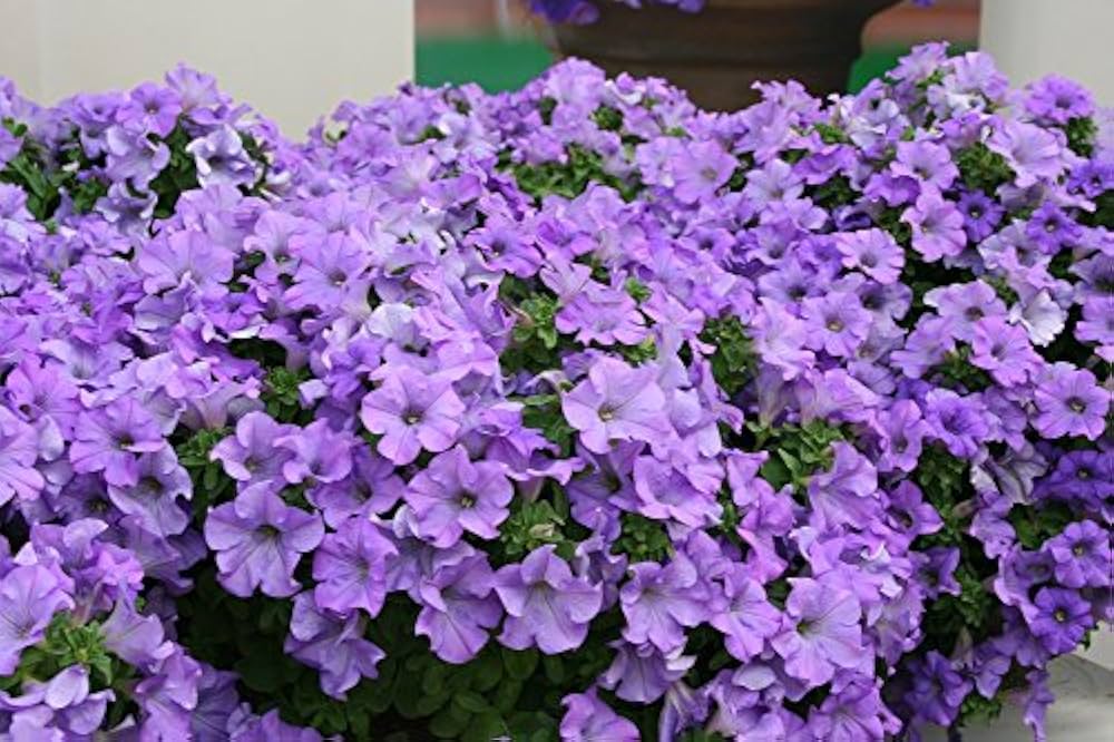 Rare Petunia Hybrid Petunia spp. Seeds for planting in flower bed