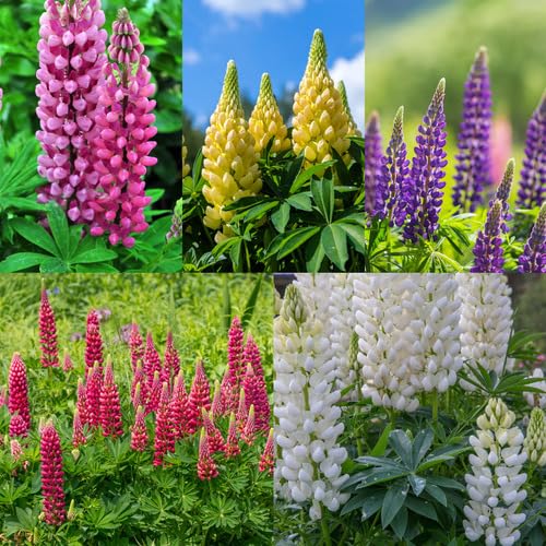 Lupine Flower Mixed