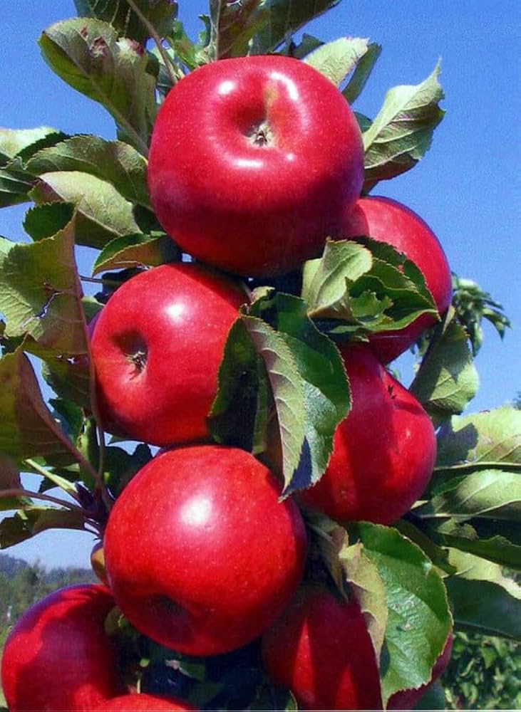Jonagold Apple Tree Seeds for Planting Malus domestica Home Orchard