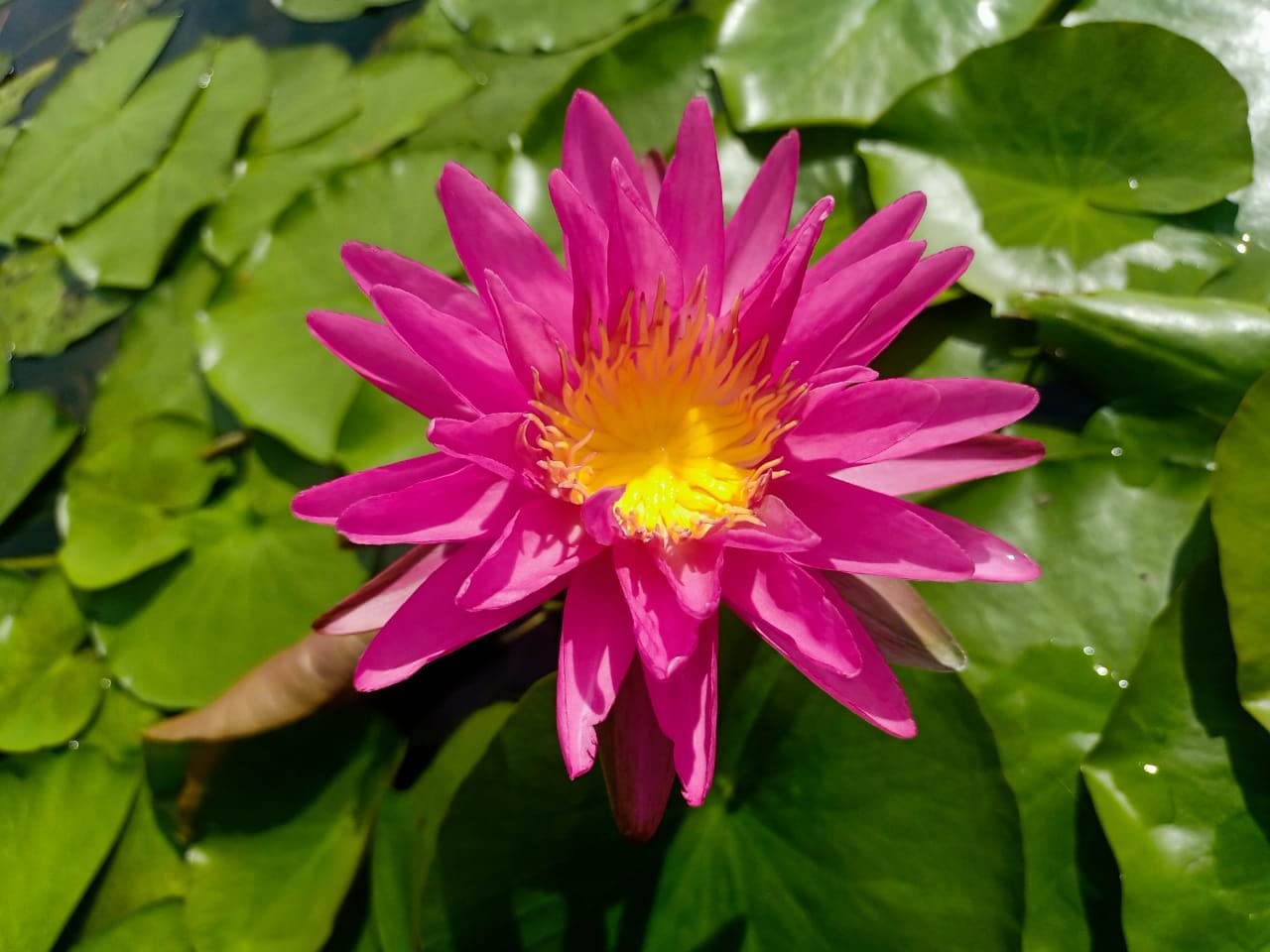 Waterlily Pink Silk (ISG)