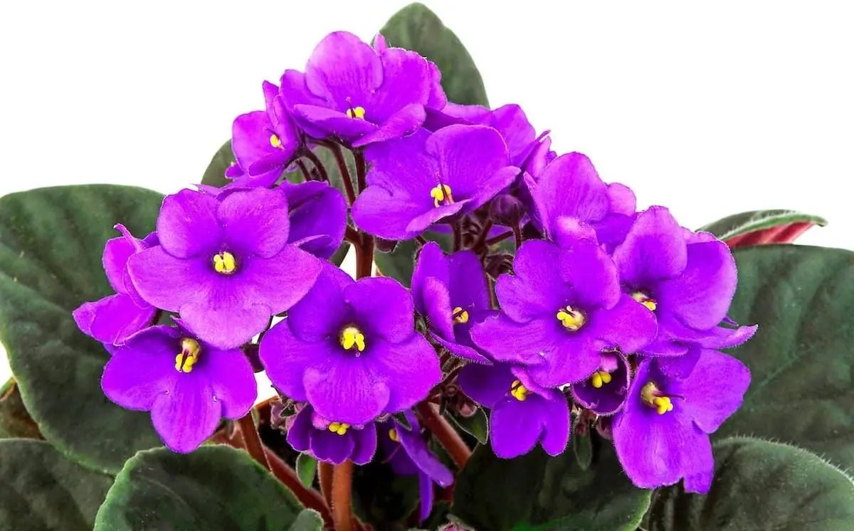 African Violet Flower Seeds – Heirloom, Non-GMO Seeds for Planting Indoor Blooming Plants for planting in home garden