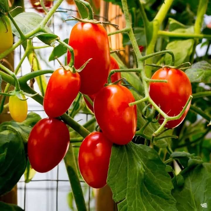 Juliet Tomato Vegetable Seeds for Planting - Heirloon and Non-GMO Garden Seeds