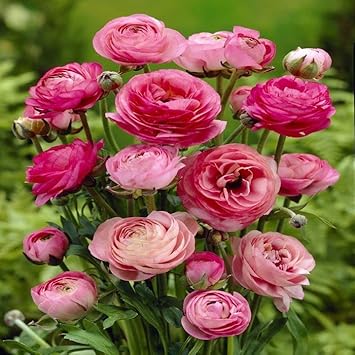 Ranunculus Persian Buttercup flower Seeds for Planting - heirloom and Non-GMO garden seeds