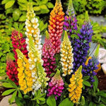 Mixed Lupine flower seeds for wildflower garden planting