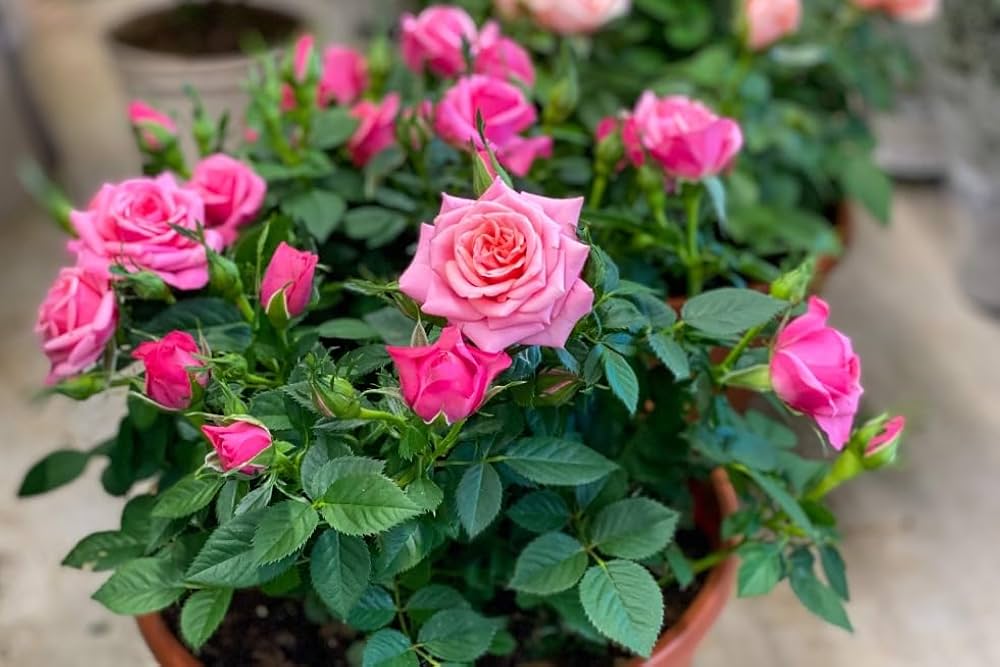 Light pink miniature rose seeds (Rosa spp.) for planting in home garden