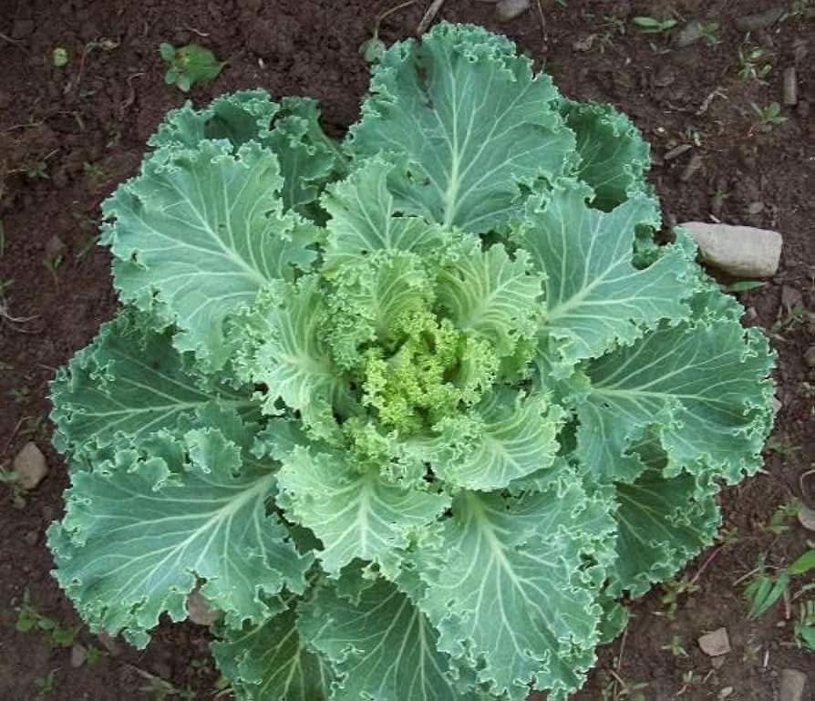 Premier Kale Cold-Hardy Compact Leafy Vegetable Seeds
