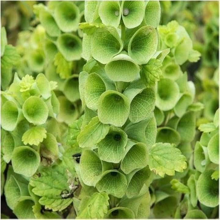 Bells of Ireland Plant Seeds for Planting – Unique Green Spire-Shaped Garden Blooms