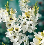 Ixia Flower Seeds for Planting - NON GMO Seeds Dhara Seeds