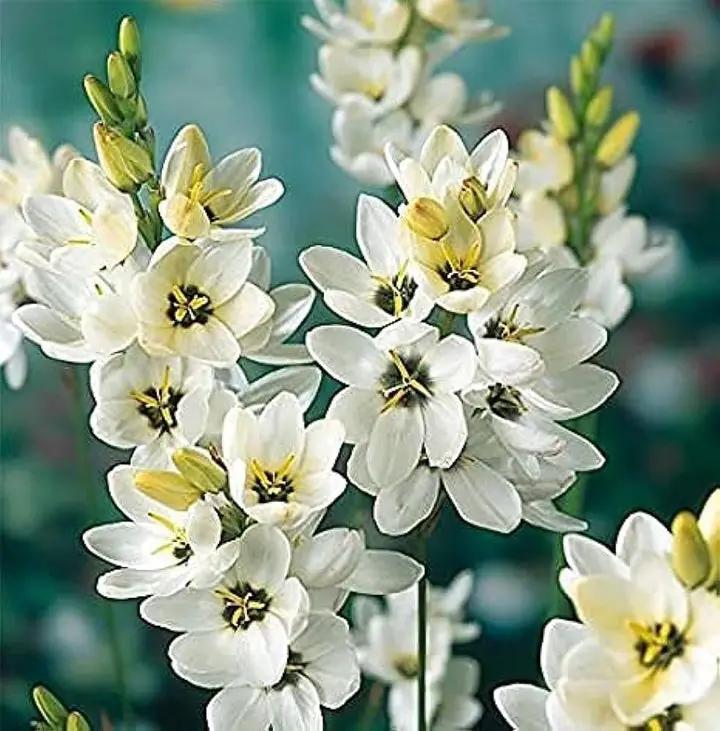 Ixia Flower Seeds for Planting - NON GMO Seeds Dhara Seeds